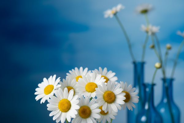 Daisy Stuff