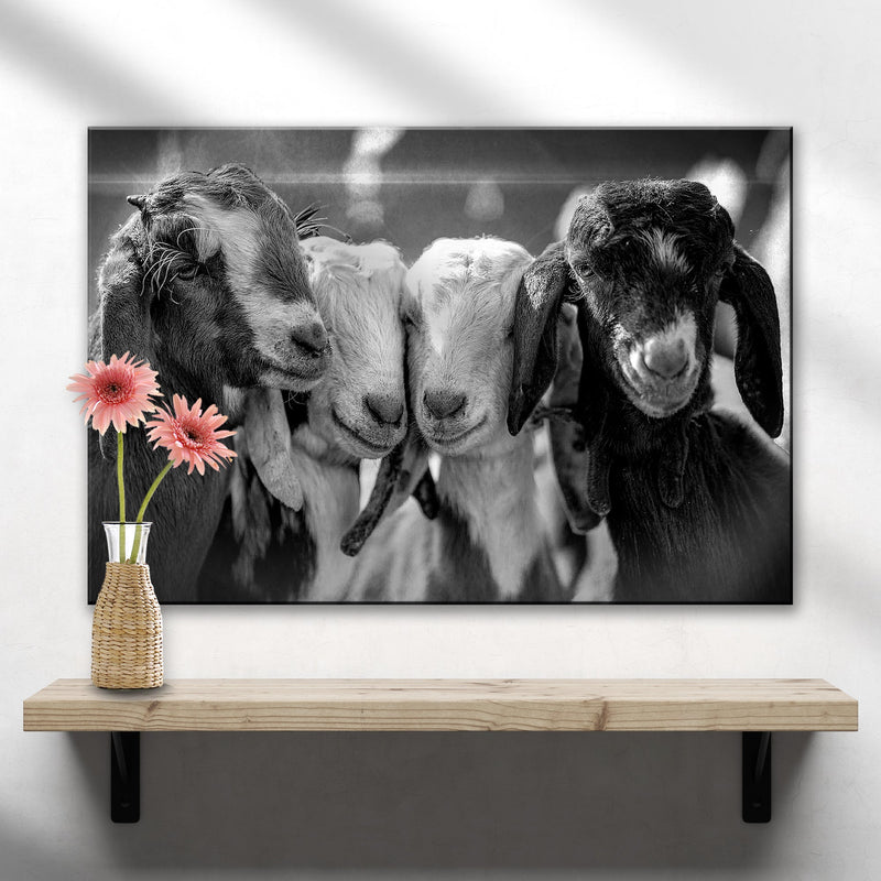 Black And White Baby Goats Canvas Wall Art