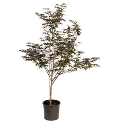 Bloodgood Japanese Maple