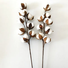 Dried Cotton Flower Stems for DIY Bouquet Decoration
