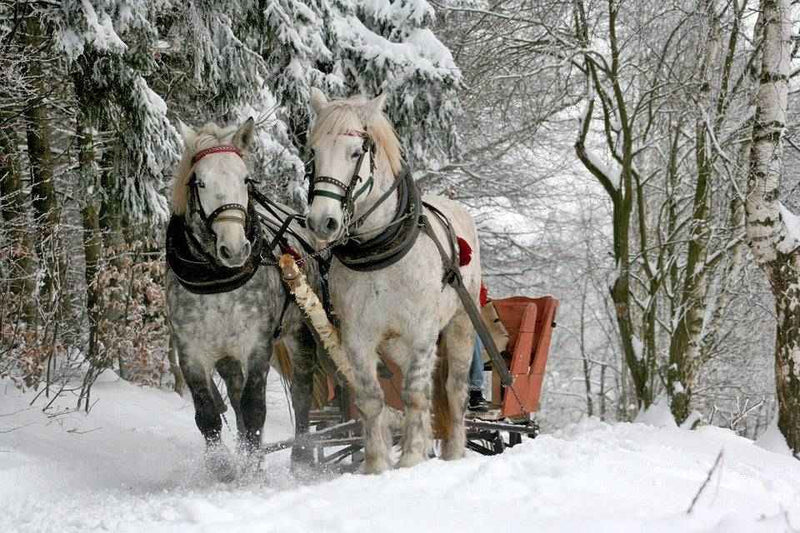 Sleigh Ride - Christmas and Holiday Premium Candle Fragrance