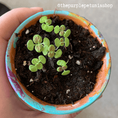 Black Dragon Coleus Seeds