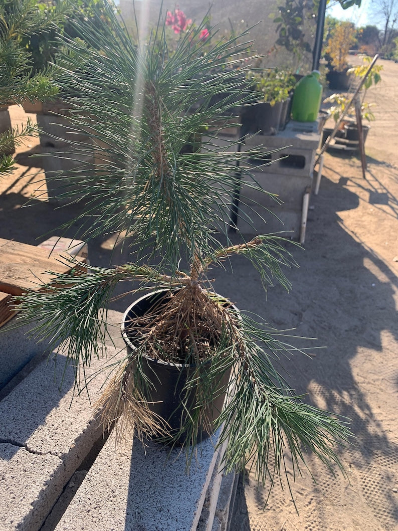 Japanese Black Pine 6