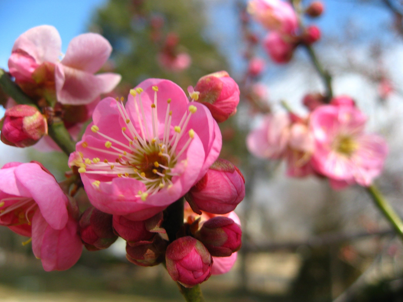 Pink Japanese Flowering Apricot, Prunus mume 'Rosebud', Bonsai Starter Plant, Fragrant Semi-Double Blooms, 2.2