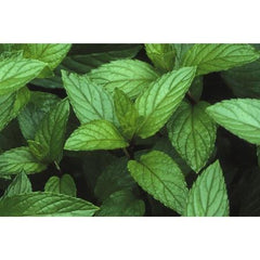 Peppermint Organic Essential Oil
