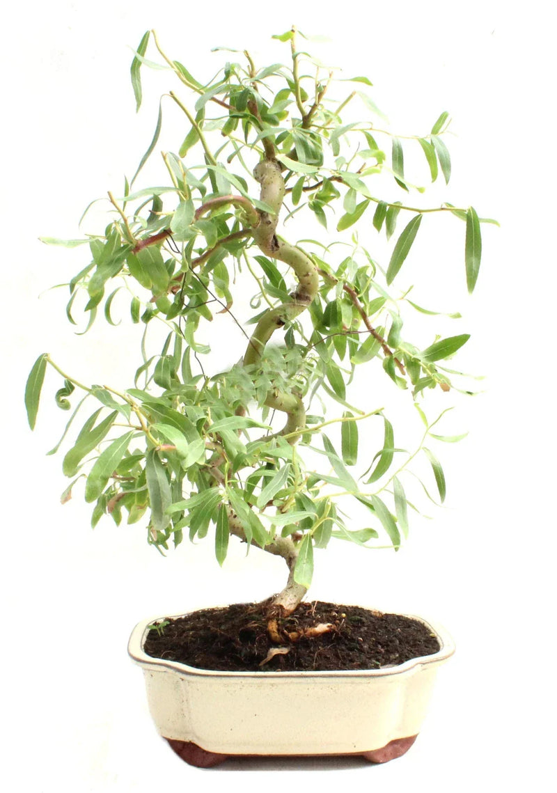 Bonsai Cutting 6