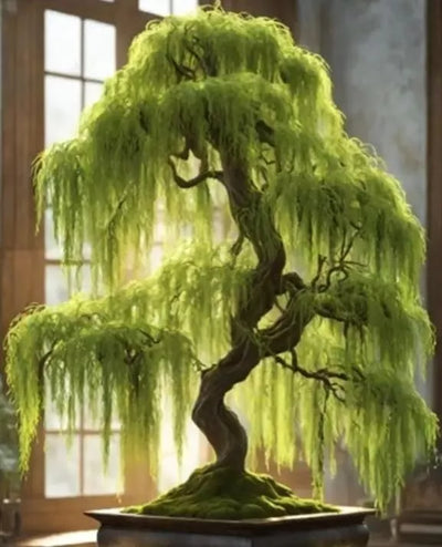 1 UNROOT CUTTING of Hey Dina Willow for Bonsai Tree - Fast Growing, Indoor/Outdoor - Salix 'Hey Dina'