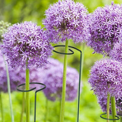 Metal Plant Support Stake for Orchids and Plants